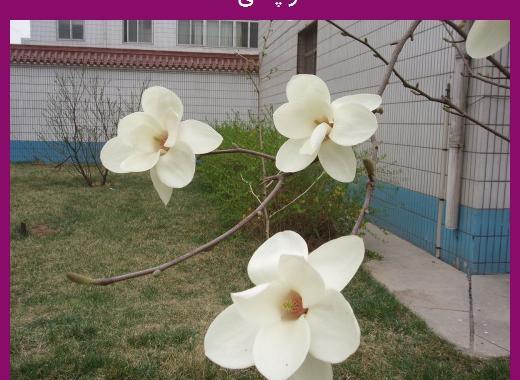عکس گیاهان دو لپه ای