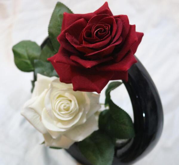 عکس گل رز قرمز و سفید