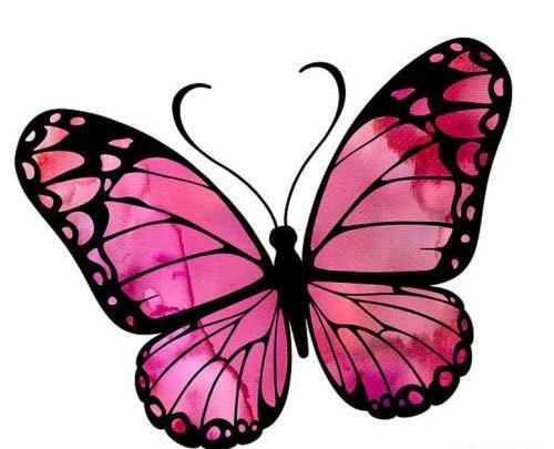 عکس پروانه نقاشی رنگی