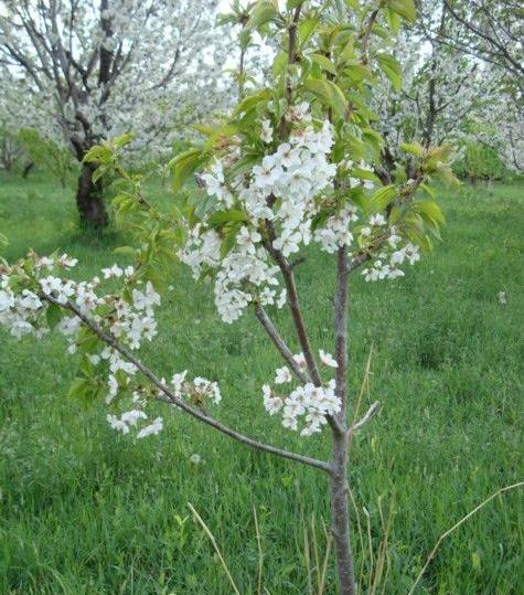 عکس ایری سفلی