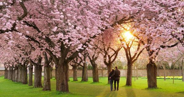 عکس بهاری عاشقانه