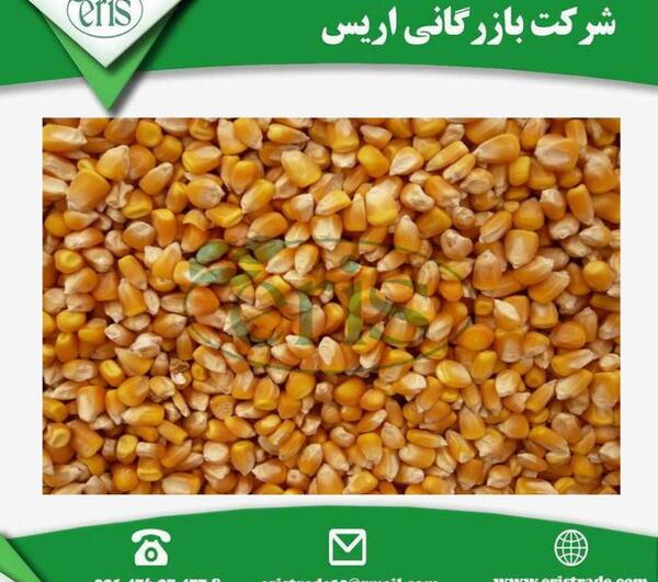 عکس جو ذرت