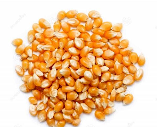 عکس جو ذرت