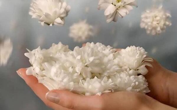 عکس دسته گل یاس بنفش