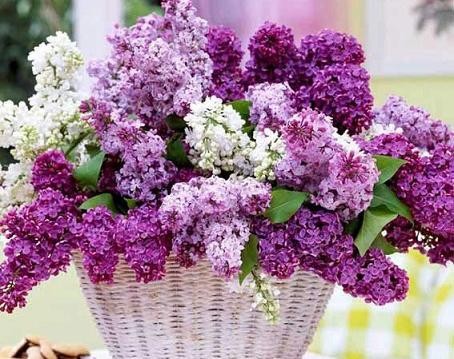 عکس دسته گل یاس بنفش