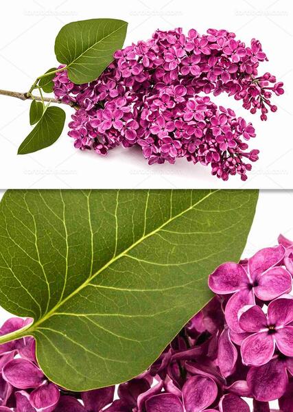 عکس دسته گل یاس بنفش