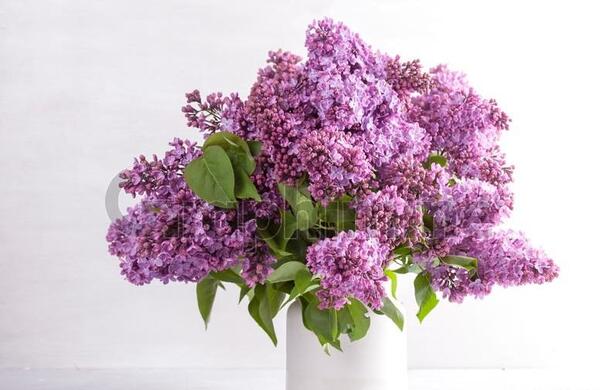 عکس دسته گل یاس بنفش