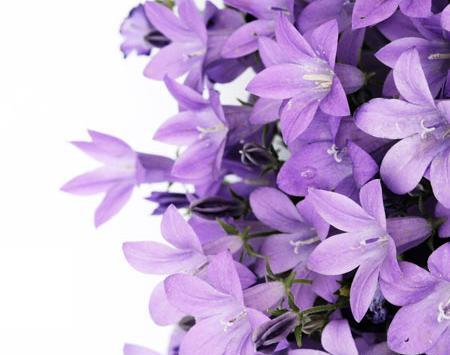 عکس دسته گل یاس بنفش