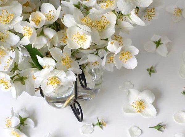 عکس دسته گل یاس بنفش