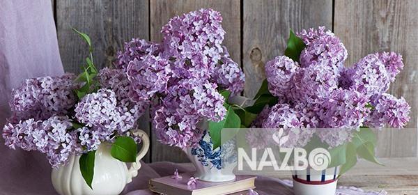 عکس دسته گل یاس بنفش