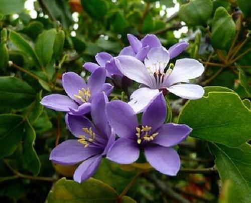 عکس دسته گل یاس بنفش