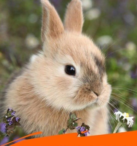 عکس خرگوش ایرانی