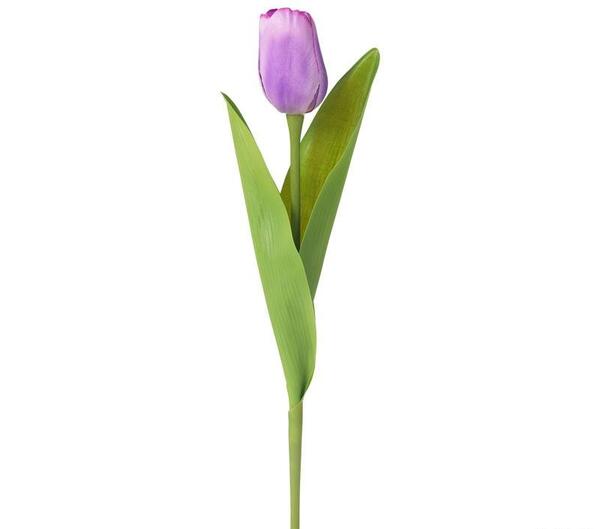 عکس گل لاله بنفش