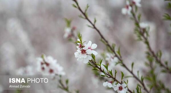 عکس از طبیعت بهاری ایران