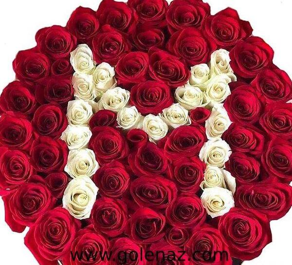 عکس گل رز با حرف m