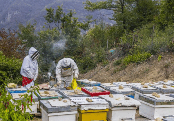 عکس سیاه رودبار