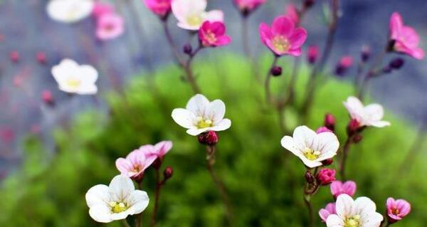 عکس منظره زیبا اچ دی