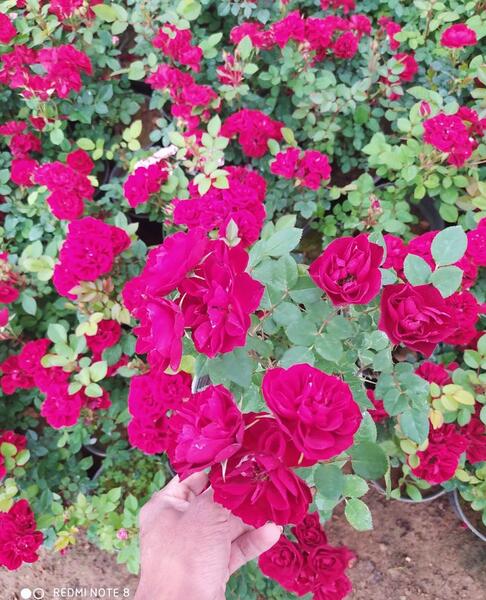عکس گل ساناز در ترکیه