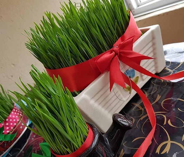 عکس سبزه عید برای عروس