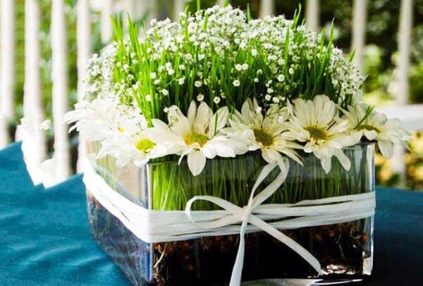 عکس سبزه عید برای عروس