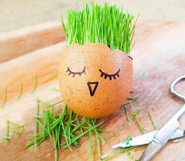 عکس سبزه عید برای عروس