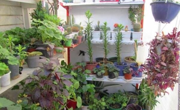 عکس ایده برای گل در خانه