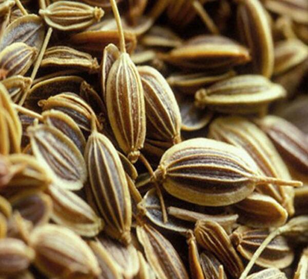 عکس رازیانه و زنیان