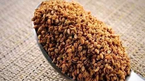 عکس رازیانه و زنیان