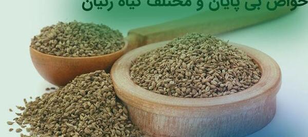 عکس رازیانه و زنیان