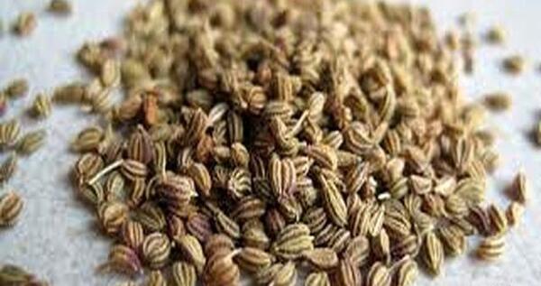 عکس رازیانه و زنیان