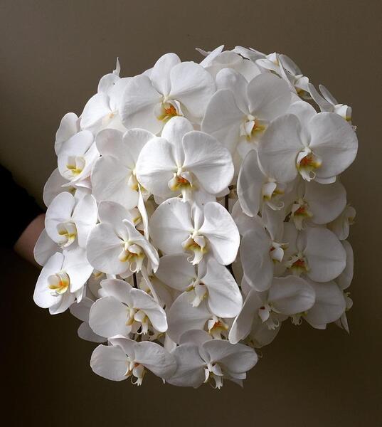 عکس گل ارکیده سفید