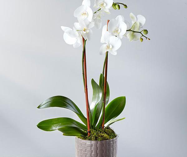 عکس گل ارکیده سفید