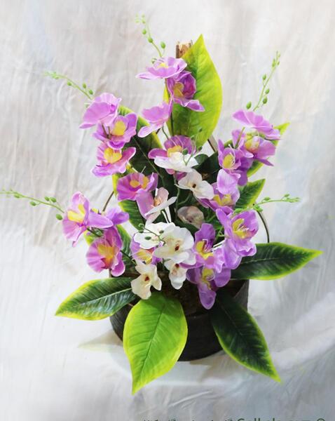 عکس گل ارکیده سفید
