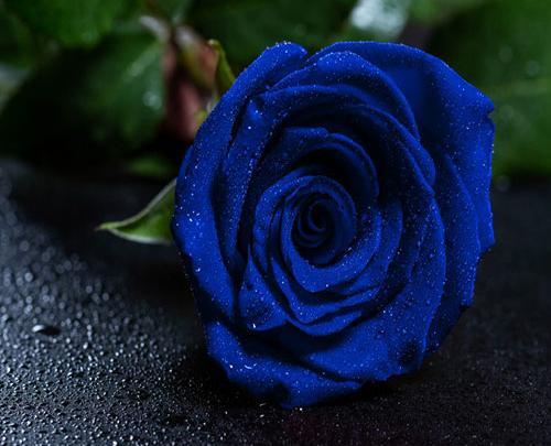 عکس گل رز اکلیلی
