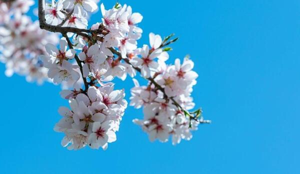 عکس پروفایل شکوفه درخت