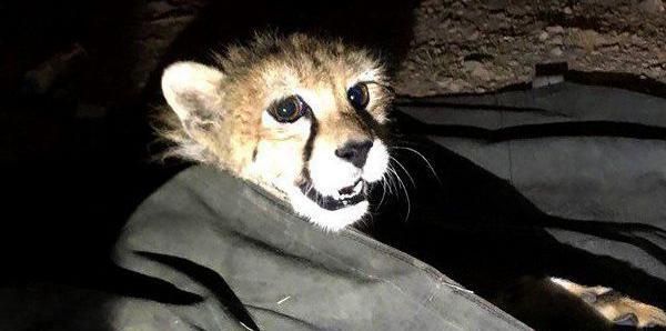 عکس یوز پلنگ کوچک