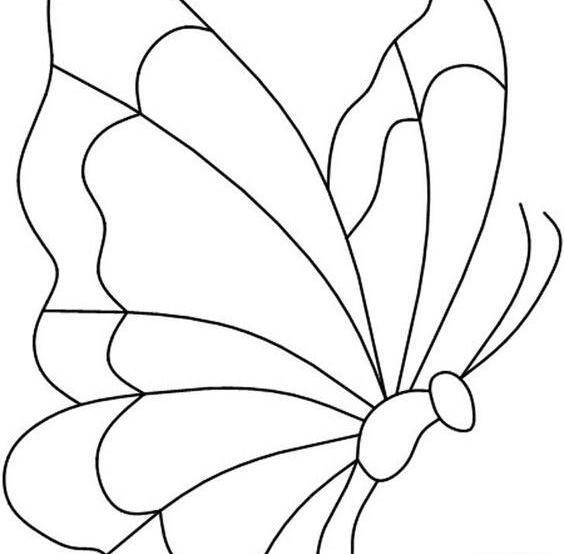 عکس ساده پروانه
