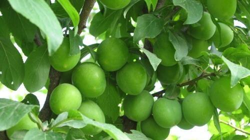 عکس های میوه بهاری