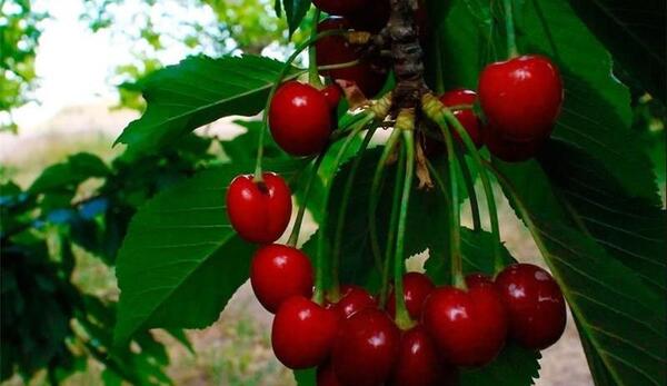 عکس های میوه بهاری