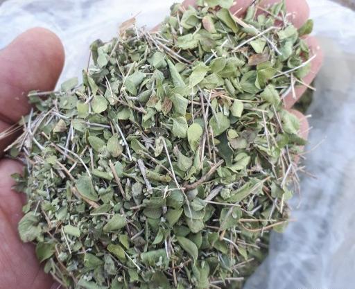 عکس آویشن پهن
