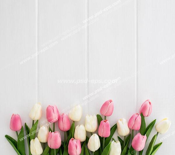 عکس تصاویر گلهای لاله زیبا