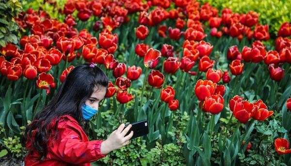 عکس تصاویر گلهای لاله زیبا