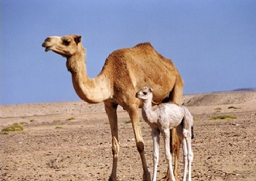 عکس شتر صالح
