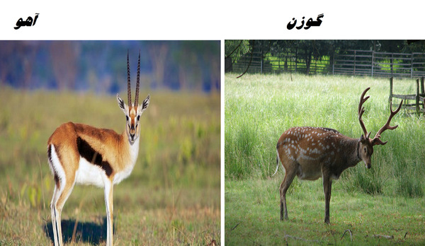 عکس آهو نر