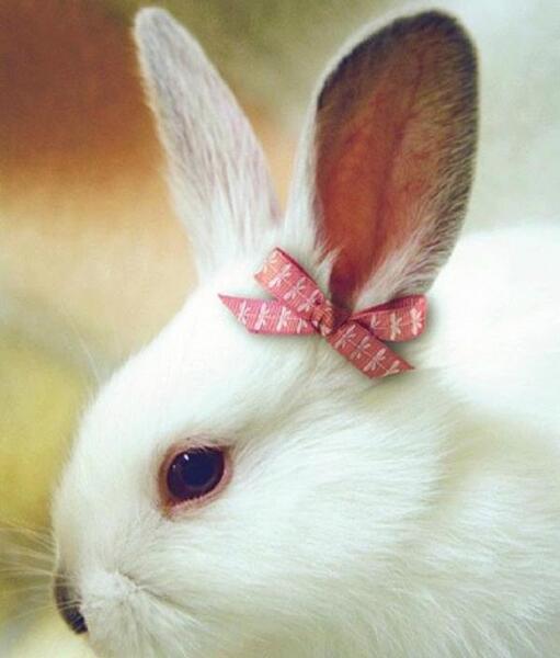 عکس خرگوش های زیبا