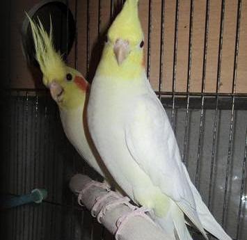 عکس عروس طوسی