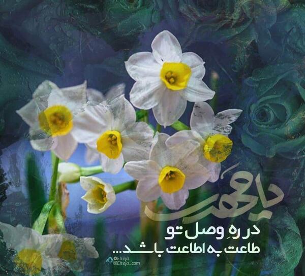 عکس نوشته گل نرگس