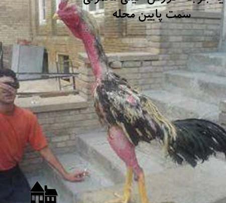 عکس خروس خنده دار