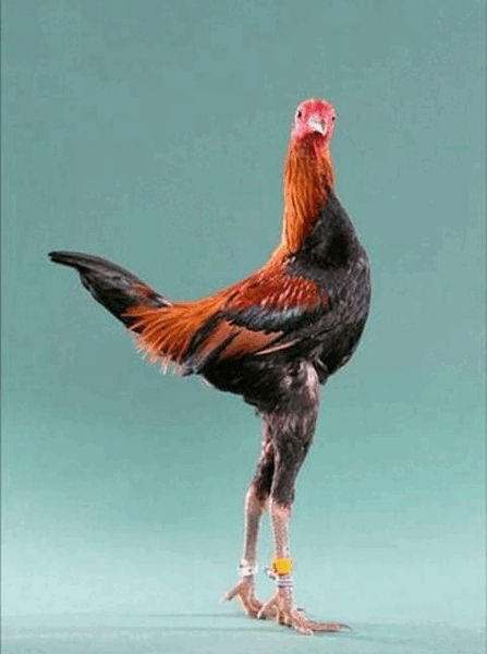 عکس خروس خنده دار