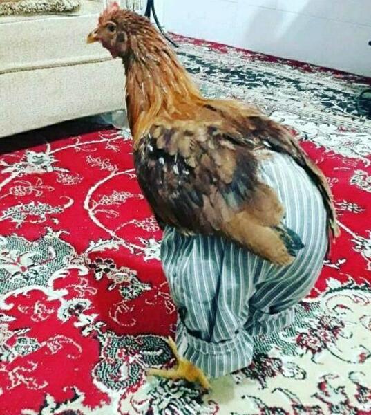 عکس خروس خنده دار